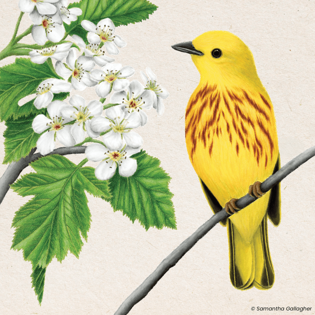 Yellow warbler: True to their name, yellow warblers are almost entirely sunny yellow. Males have soft chestnut streaks on their chests. Illustration © Samantha Gallagher.
