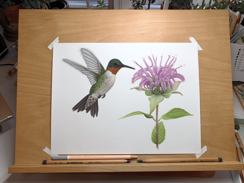 The finished ruby-throated hummingbird illustration, resting on the drawing board.