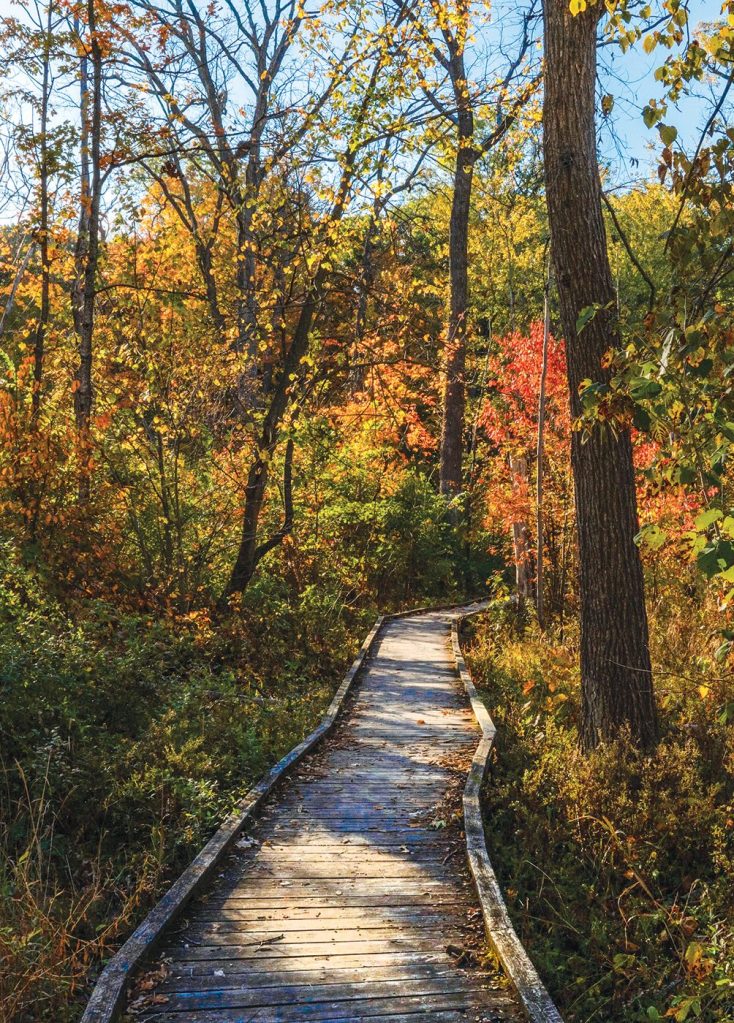 Ryerson Conservation Area in Riverwoods welcomed Phillips as a new volunteer in 1991.