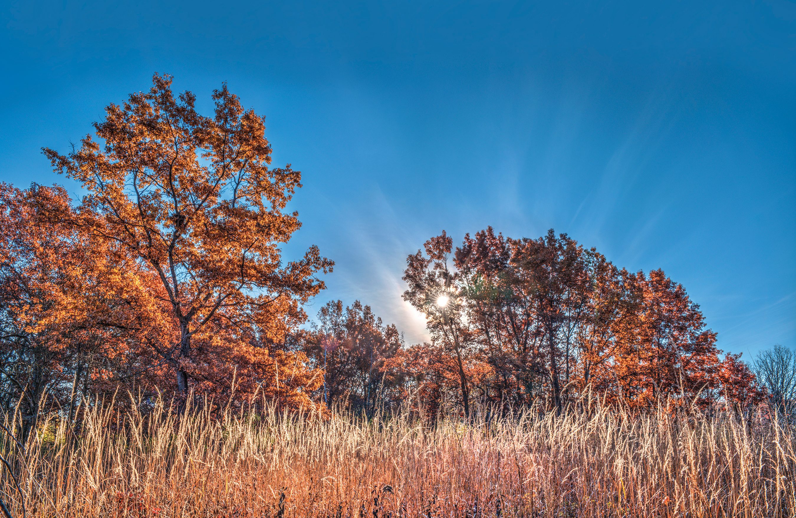 A glorious autumn sunburst at Old School Forest Preserve in Mettawa.
