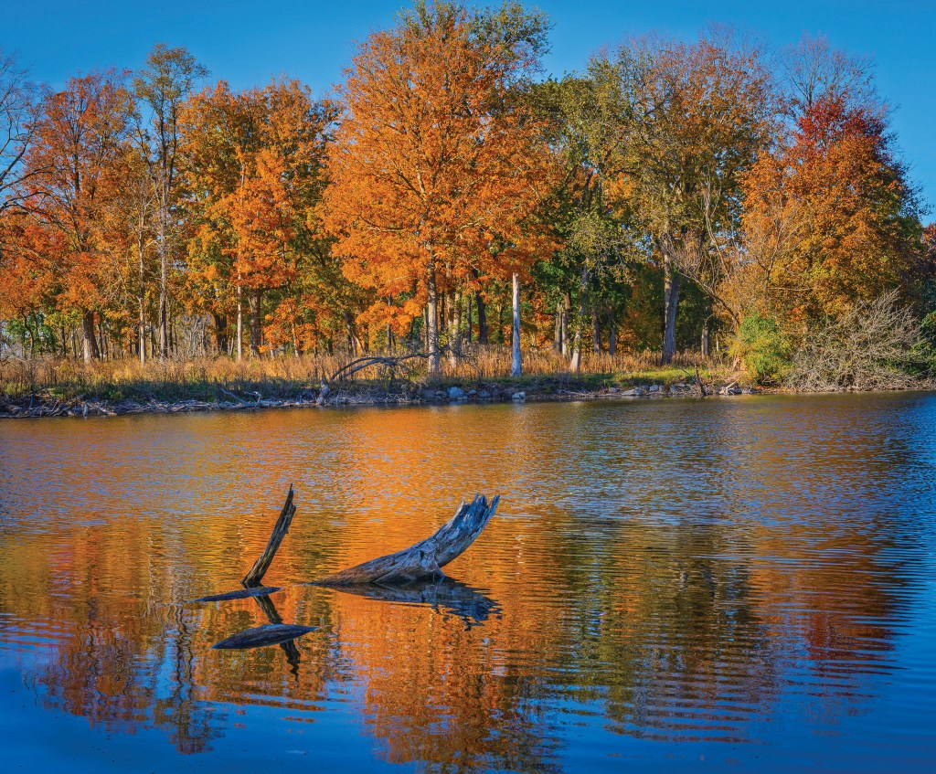 Oriole Grove in Lake Bluff is near and dear to volunteer site steward Dave Szaflarski.